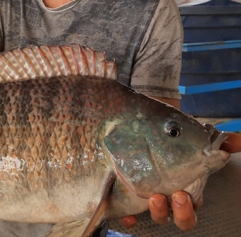 Piscicultura Brumado | Produzindo Peixes de Qualidade